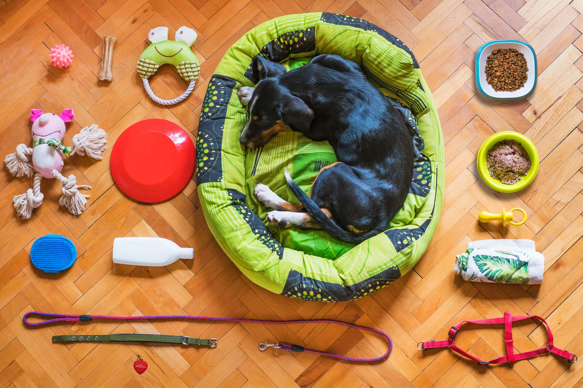 Cozy indoor living room with a cat on a cat bed and a dog on a large dog bed, showing comfort and interactive play for indoor pets.